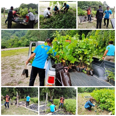 กิจกรรมรับพันธุ์กล้าไม้จากอุทยานแห่งชาติดอยหลวง