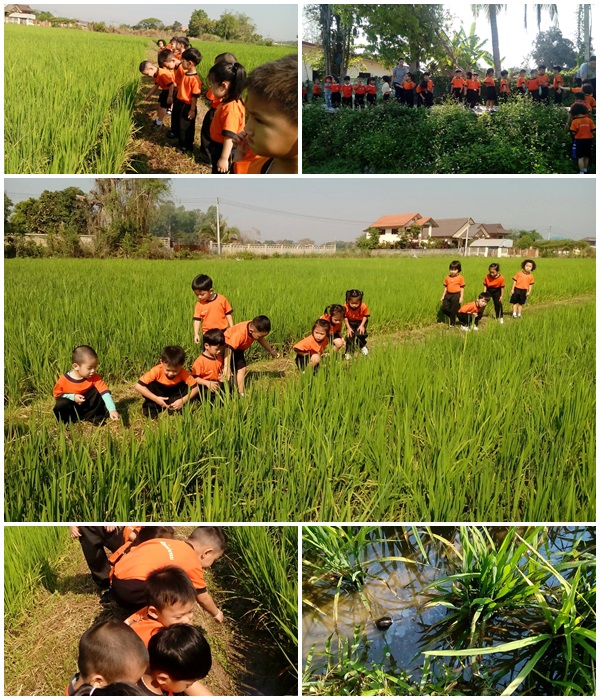 โครงการต้นข้าวมาจากไหน  ประจำปี 2560 