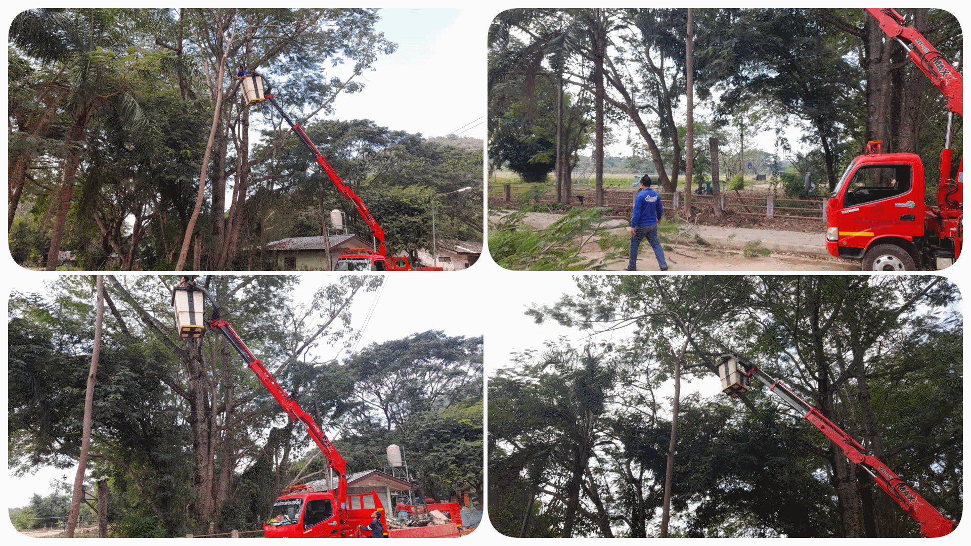 กองช่าง ดำเนินการตัดไม้ หมู่ที่ 4 บ้านป่างิ้ว