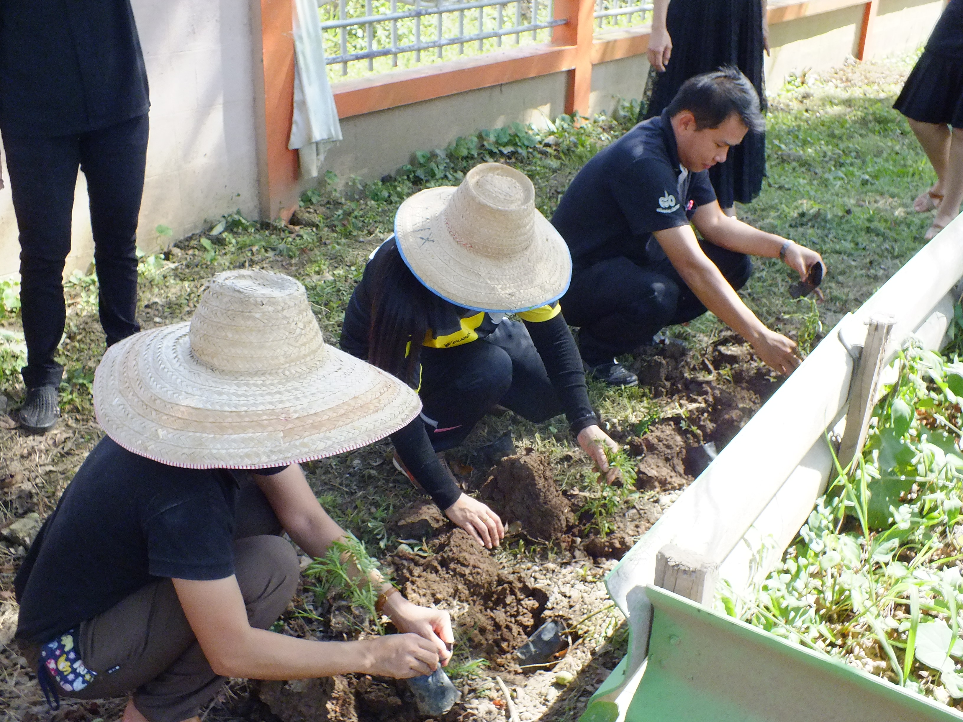 กิจกรรมปลูกดาวเรือง เพื่อน้อมถวายเป็นพระราชกุศล 