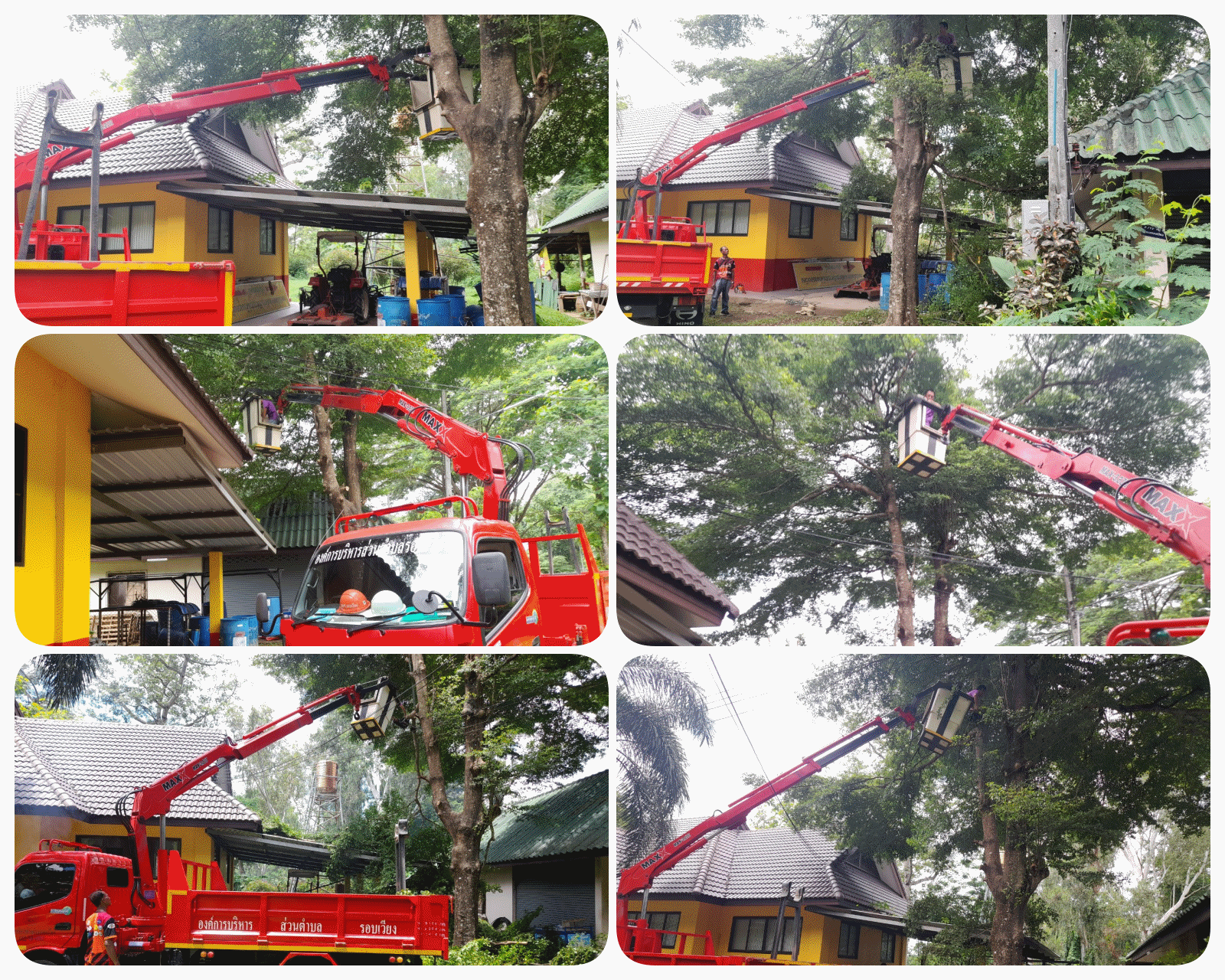 ตัดแต่งต้นหูกระจงบริเวณข้างศูนย์ประสานงานแหล่งท่องเที่ยวหาดเชียงราย